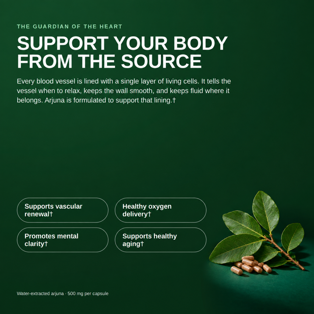 Amaya's Arjuna 100% Pure Leaf Extract